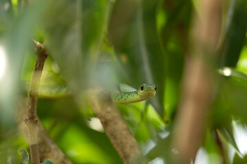 Slender green snake in the Queen Elizabeth National park. Philothamnus heterolepidotus is looking from the bushes. African ofidiofobia. Safari in Uganda. Long and slim green snake with big black eyes 