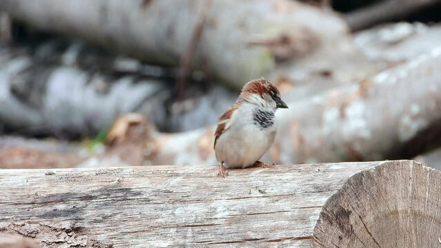 Haussperling (Passer domesticus)
