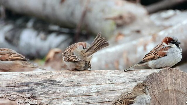 Haussperling (Passer domesticus)