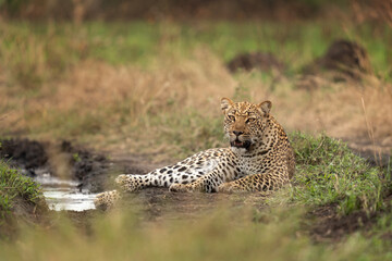 Leopard in the Queen Elizabeth NP. Lazy leopard on the ground. Spotted cat in Africa. Safari in Uganda. 