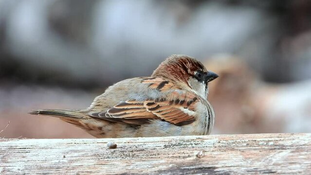 Haussperling (Passer domesticus)