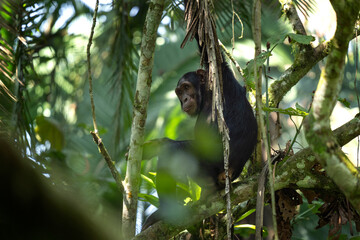 Chimpanzee on the branch. Chimp in the Budongo forest park. Safari in Uganda. African nature.	