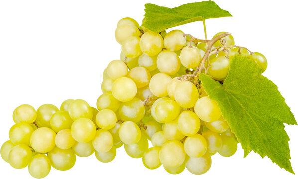 White Grape Cluster With Leaves - Isolated