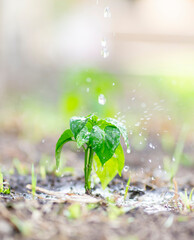 close up image of green plant with water drops