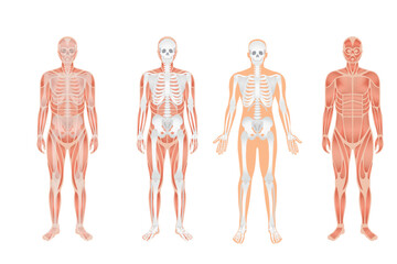 Human body anatomy and skeletal system with nerve and spinal system in whole body. Human body anatomy and Human skeletal system with Musculoskeletal system of four human body nerve and spine.