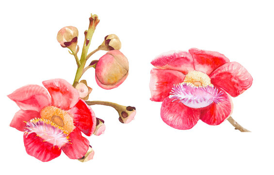 Amazon blooming flowers isolated on white background. Tropical apricot monkey tree. It is springtime.