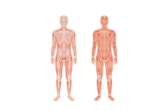 Human body anatomy and skeletal system with nerve and spinal system with two person in whole body. Human body anatomy and Human skeletal system with Musculoskeletal system of four human body nerve and