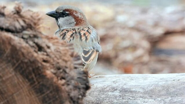 Haussperling (Passer domesticus)