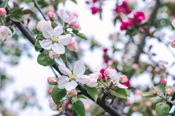 Beautiful delicate pink flowers and buds of an apple tree