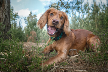 Working cocker spaniel puppy close up in a forest
