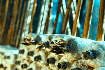 Mushroom bags with fungus in mushroom farming, Agriculture Business