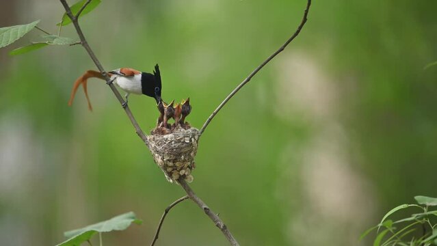 Indian bird of paradise coming to nest and feeding the chicks 