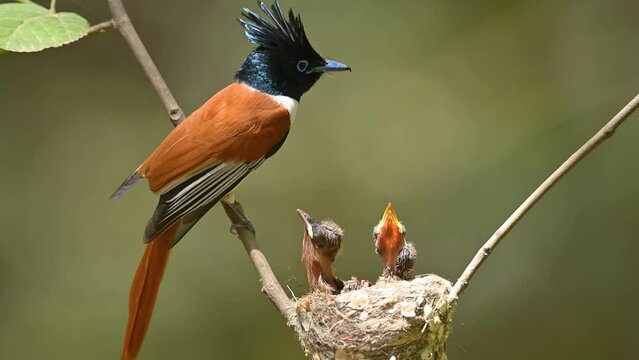 Close up film of Indian Paradise fly catcher with chicks in nest 