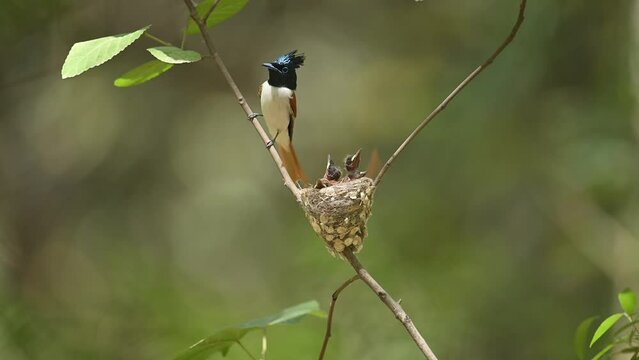 A Gorgeous Male Asian Bird of paradise feeding his Chicks in nest 