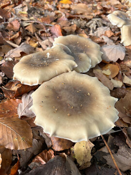 Closeup on the clouded agaric or cloud funnel mushroom, Clitocybe nebularis