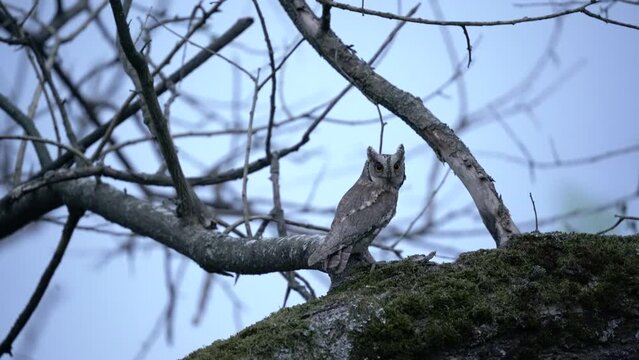 Eurasian scops owl in the Rhodope mountains. rare scops owl during spring call. Bulgaria nature. 