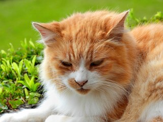 Orange cat resting in a garden.