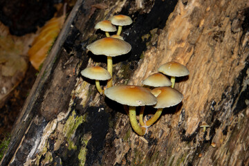 Fototapeta premium Hypholoma fasciculare mushroom growing on a log