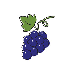 grapes icon, fruit illustration, nature wine