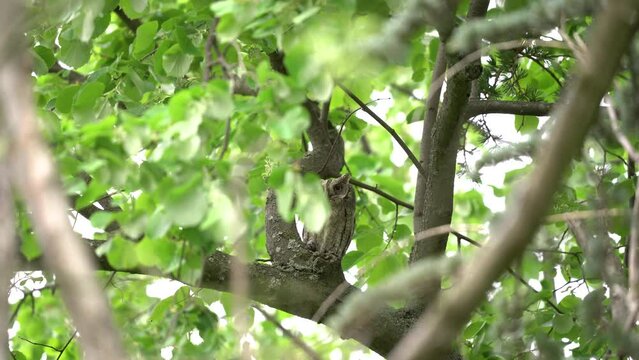 Eurasian scops owl in the Rhodope mountains. rare scops owl during spring call. Bulgaria nature. 