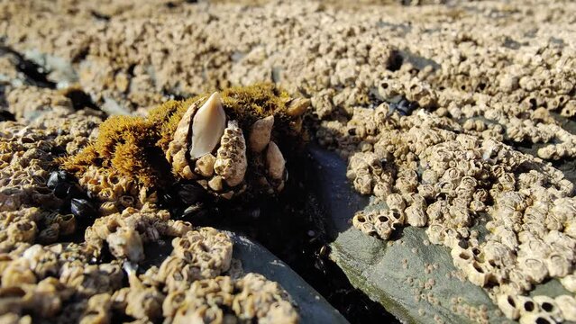 Close up of Pollicipes or goose barnacle are filter-feeding crustaceans that live attached to hard surfaces of rocks and flotsam in the ocean intertidal zone. Maritime life. Expensive seafood. 