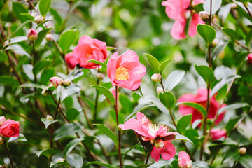 Tree of Camellia(Dongbaek) arboretum in jeju island, korea