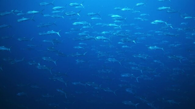 Underwater Shot of large school of silver predatory Milk Fish swimming in Pacific Ocean
