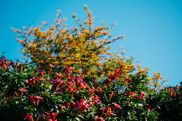 explosive red and pink flowers against sky with yellow flowers in backround.  contrasting color landscape