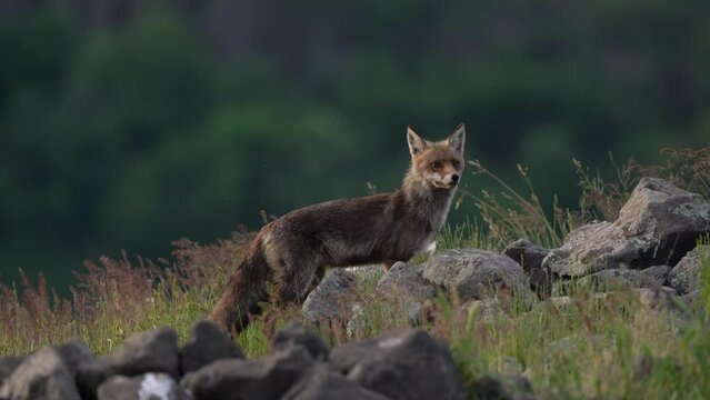 Red fox walking over the meadow. The fox searching for food. European nature. Canin predator slowly walks among the stones.