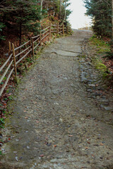 part of autumn
natural landscape with a view of space;
a road in the middle of the forest with a wooden fence leading upwards