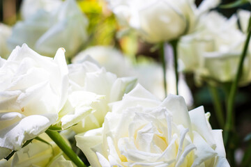 White rose
