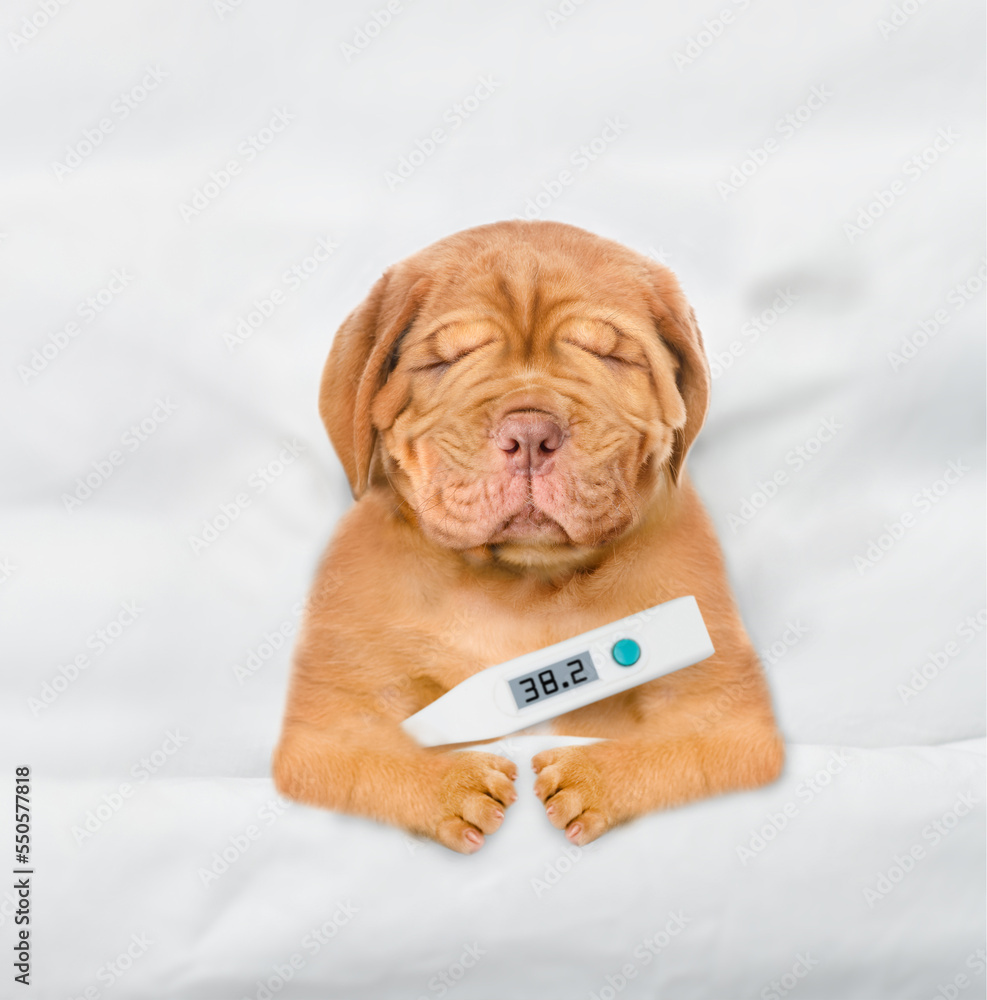 Poster unhappy sick mastiff puppy sleeps on a bed at home with a thermometer under it paw. top down view
