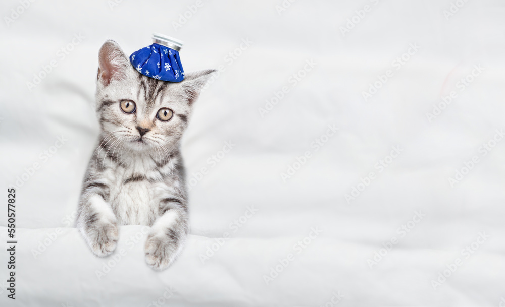 Poster sad sick kitten with ice bag or ice pack on his head lying under the paw lies under white warm blank
