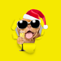 Happy puppy wearing sunglasses and red santa hat holding glass of champagne and looking through a hole in yellow paper