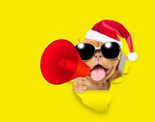 Happy Mastiff puppy wearing sunglasses and red santa hat holds megaphone and looking through the hole in yellow paper