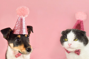 Cute fold cat and little puppy in a party birthday hat, copy space. - obrazy, fototapety, plakaty