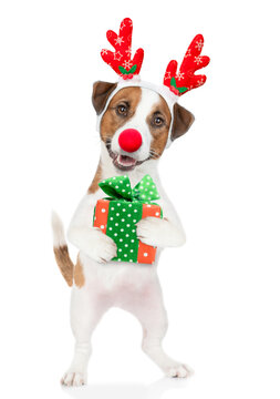 Jack russell terrier puppy dressed like santa claus reindeer  holds gift box. isolated on white background