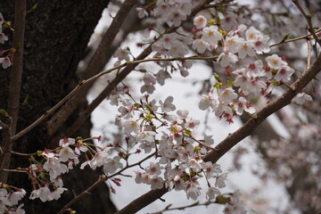《東京都》等々力 桜