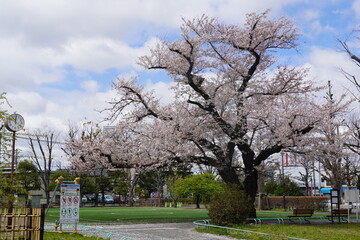 Obraz premium 《東京都》等々力 公園 桜