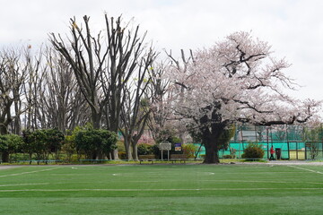 《東京都》等々力 公園 桜