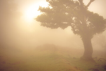 Lonely laurel tree in the fog at dawn.