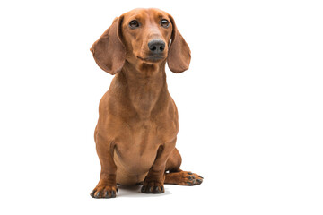 red dachshund dog isolated over white background. - obrazy, fototapety, plakaty