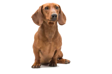 Tuinposter red dachshund dog isolated over white background. © Dmytro Titov