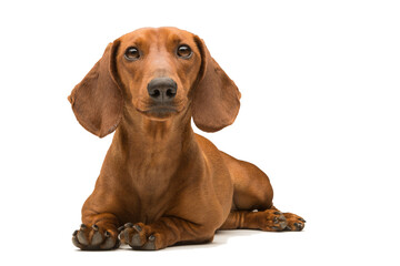 red dachshund dog isolated over white background.