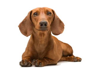 Foto op Canvas red dachshund dog isolated over white background. © Dmytro Titov