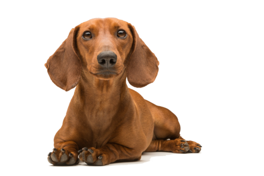 red dachshund dog isolated over white background.