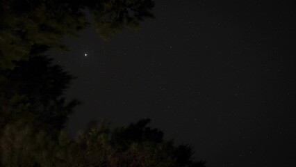 Branches of trees with moving stars at night in dark sky. Time-lapse and low angle. Vertical format - Powered by Adobe