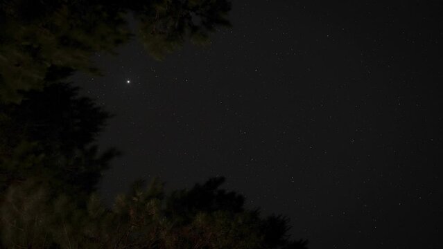 Branches of trees with moving stars at night in dark sky. Time-lapse and low angle. Vertical format