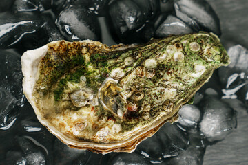Close-up of a closed sea oyster lying on ice on a dark background