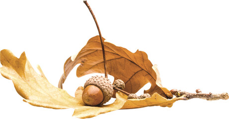 Acorn autumn oak brown leaves nature oak leaves